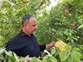ادامه ردیابی آفت خطرناک مگس مدیترانه در شهرستان برخوار