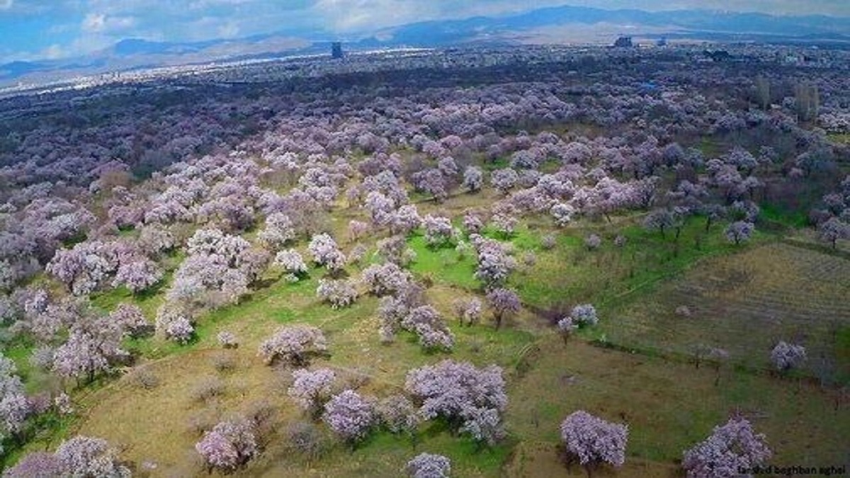 معاون بهبود تولیدات گیاهی سازمان جهاد کشاورزی استان قزوین گفت: ثبت باغستان سنتی قزوین در 