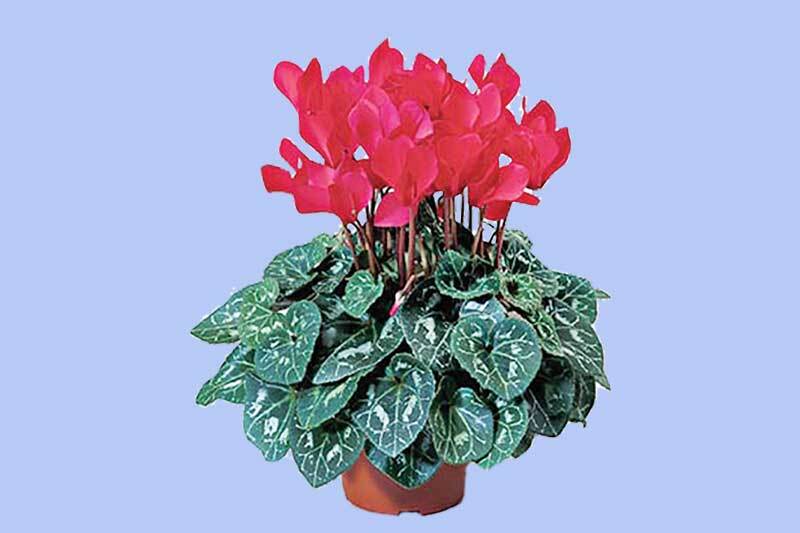 بگونیا عروس؛ زینت‌بخش آپارتمان