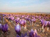 افزایش 10 درصدی سطح زیر کشت زعفران در استان یزد