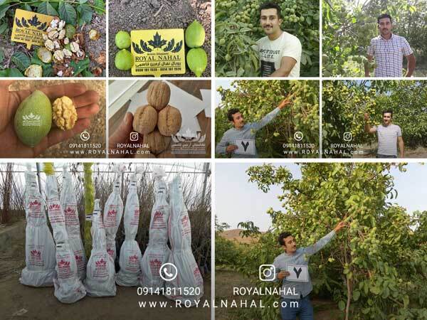 طلای سبز ایران کشف شد طلای سبز ایران کشف شد