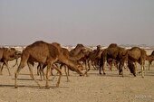 خروج گله شتر ۱۵۰نفری از تالاب هامون