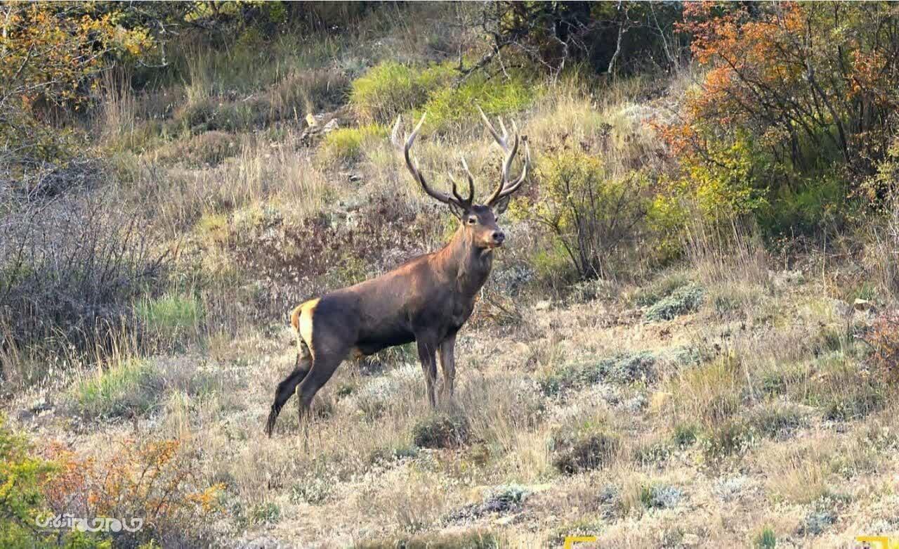 حیات وحش پارک ملی گلستان سرشماری می‌شود