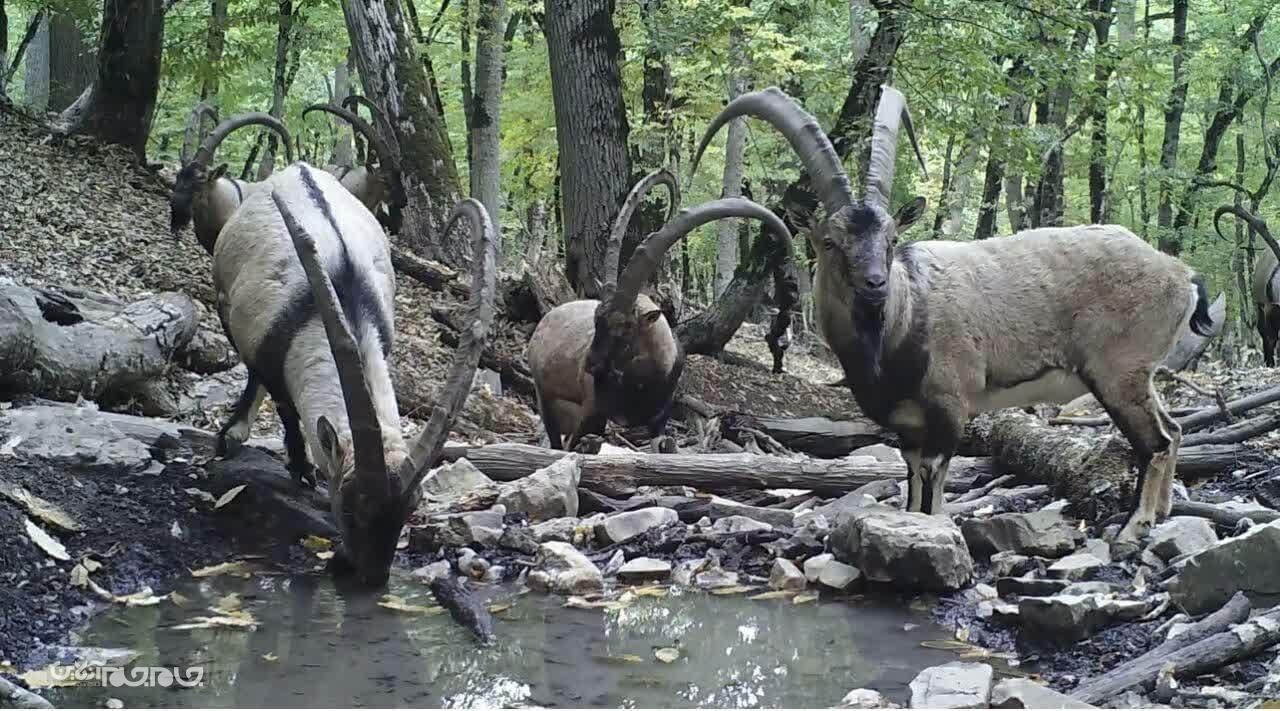 حیات وحش پارک ملی گلستان سرشماری می‌شود