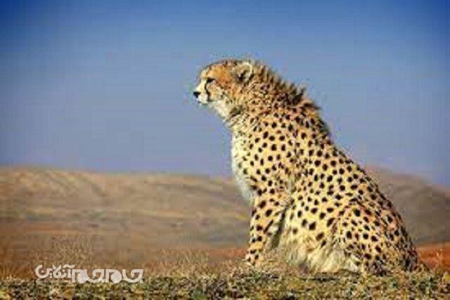 امضای توافق نامه همکاری مشترک بین استانهای خراسان شمالی و سمنان در خصوص حفاظت از یوزپلنگ آسیایی