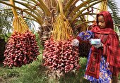 برداشت بیش‌از ۲۵۰ هزار تن انواع خرما در سیستان و بلوچستان