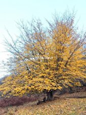 برف ، باران و سرما در راه مازندران