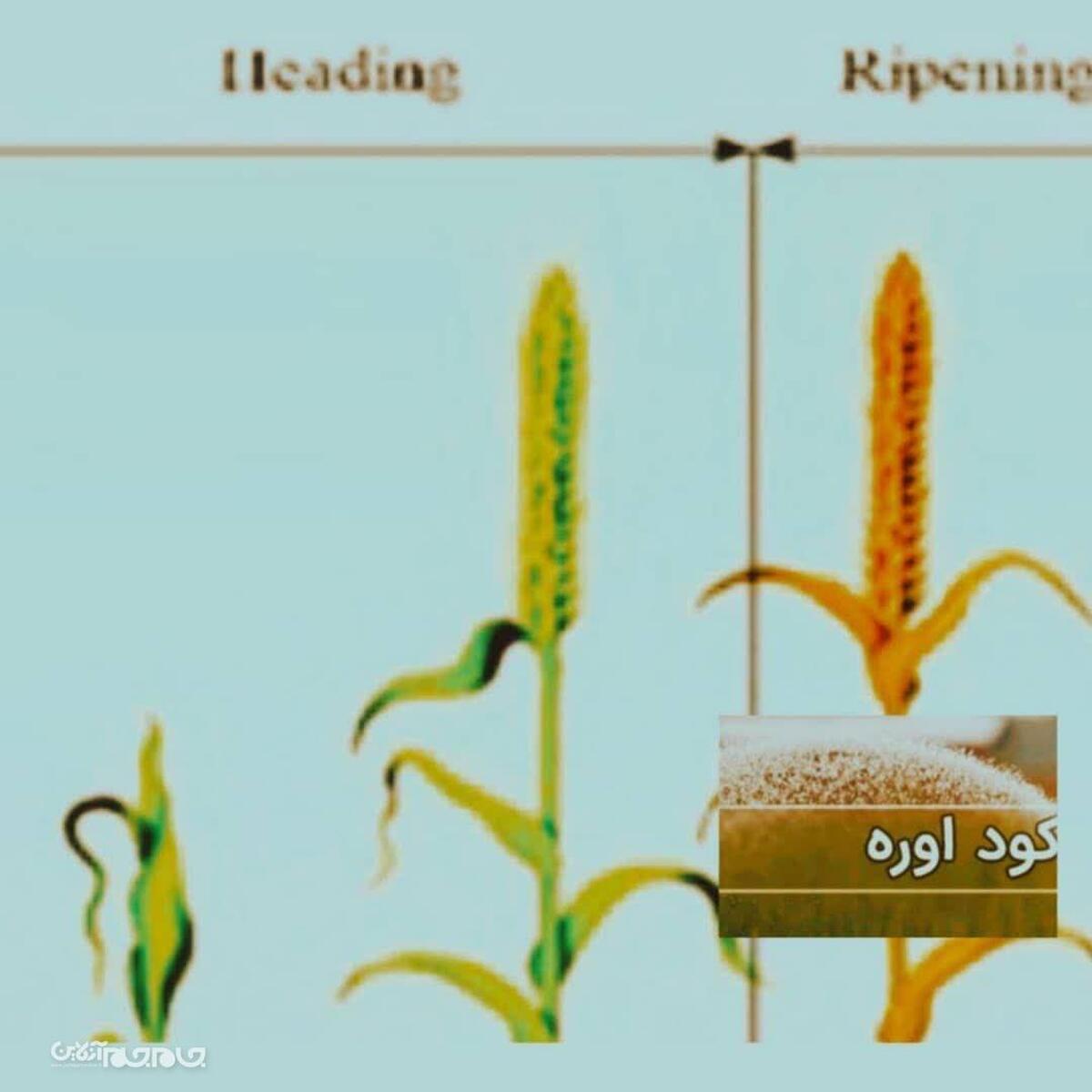 سید صمد ضیائی مدیر شرکت خدمات حمایتی کشاورزی گفت: پویایی و تحرک بالای ازت باعث شده زمان مصرف آن برای موفقیت در تولید دانه و پروتئین آن از اهمیت ویژه ای برخوردار باشد.