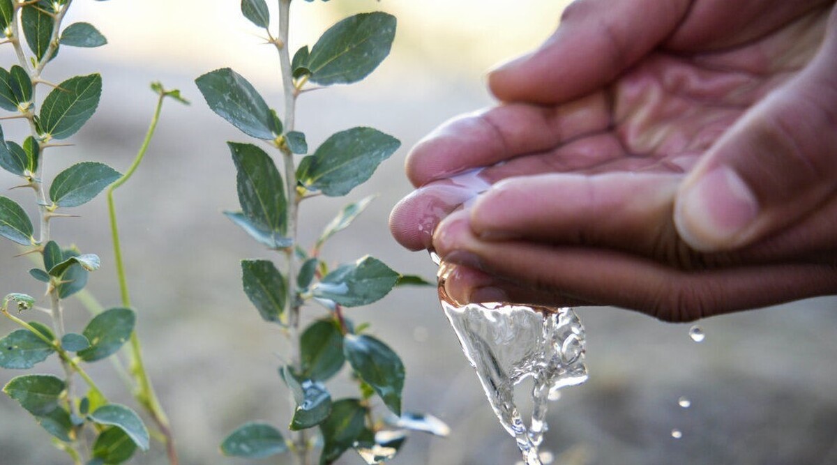 مدیرکل منابع طبیعی و آبخیزداری قم گفت: در راستای گسترش پهنه سبز و عرصه‌های جنگی استان از ابتدای سالجاری تاکنون بیش از ۴۱۰ هزار اصله نهال در نهالستان‌های ثامن و بعثت قم تولید شده‌است.