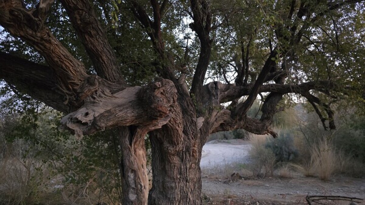 ببینید  |  درخت ۲۰۰ ساله کُنار و ظرفیت‌های گردشگری روستای تاریخی کشیک نیک‌شهر