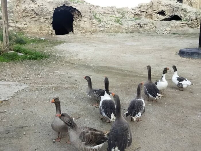 جلوه‌گری بهار در روستای باستانی دیل