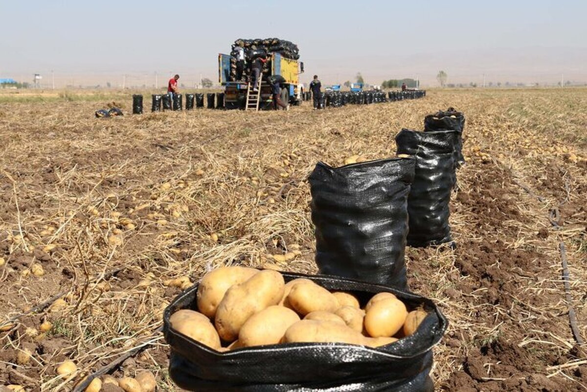 ۲۱۰ هزار تن سیب زمینی مازاد اردبیل، آماده عرضه به بازار