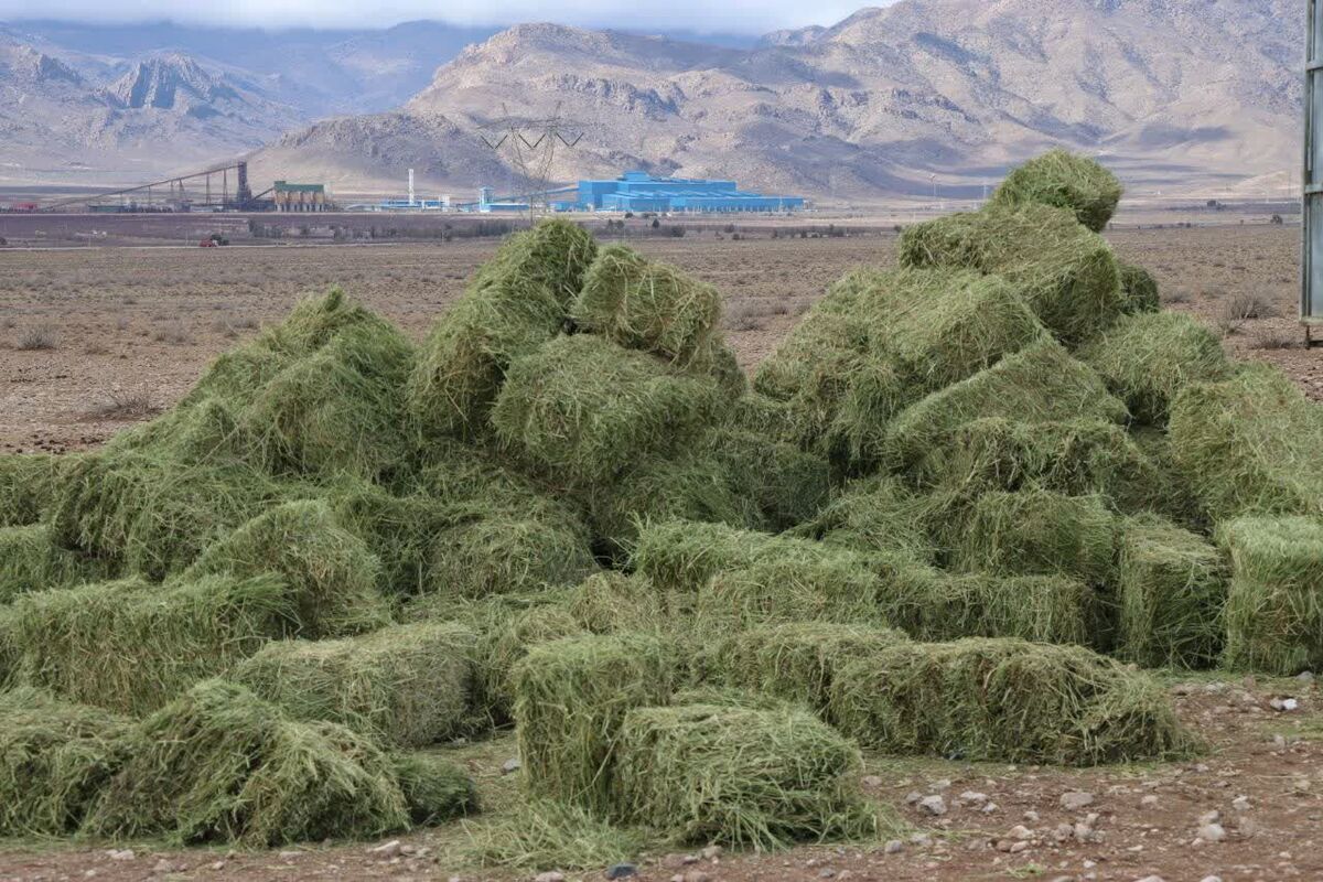 به منظور اجرای تفاهم‌نامه حمایت از گور ایرانی، نخستین بخش از محموله ۲۰ تنی علوفه از سوی مجتمع فولاد غدیر نی‌ریز به پارک ملی قطرویه ارسال و در محل‌های از پیش تعیین‌شده توزیع شد.