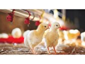 جوجه ریزی 1.7 میلیون قطعه ای در قائم شهر