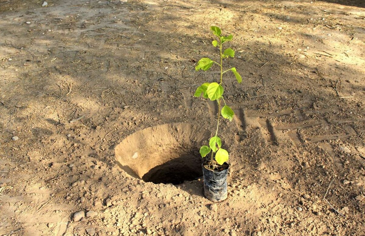 شهردار خاش سیستان و بلوچستان گفت، کاشت ۱۱۴ هزار اصله نهال مثمر و غیر مثمر با همکاری اداره منابع طبیعی و آبخیزداری به مناسبت هفته منابع طبیعی و روز درختکاری در نقاط شهری و روستایی این شهرستان آغاز شد.