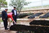 تولید 10هزار نهال در نهالستان موقت شهرستان کبودراهنگ