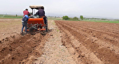 آغاز کشت گسترده سیب‌زمینی در اراضی کشاورزی