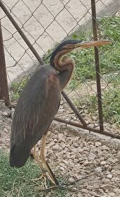 تحویل ۵ قطعه پرنده آسیب دیده به اداره حفاظت محیط زیست طبس