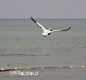 آبگیرهای جاجرم میزبان بیش از ۳۰۰۰ پرنده مهاجر شدند