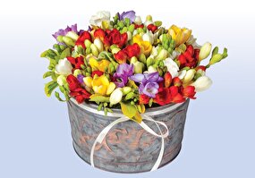 فریزیا گلی زیبا