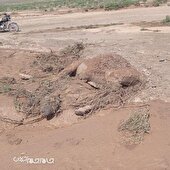 سیل به پناهگاه حیات وحش میاندشت آسیب زد