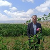 پیچیدن عطر گل محمدی از گلستانهای خراسان جنوبی