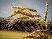 خرید تضمینی گندم و کُلزا در کهگیلویه و بویراحمد