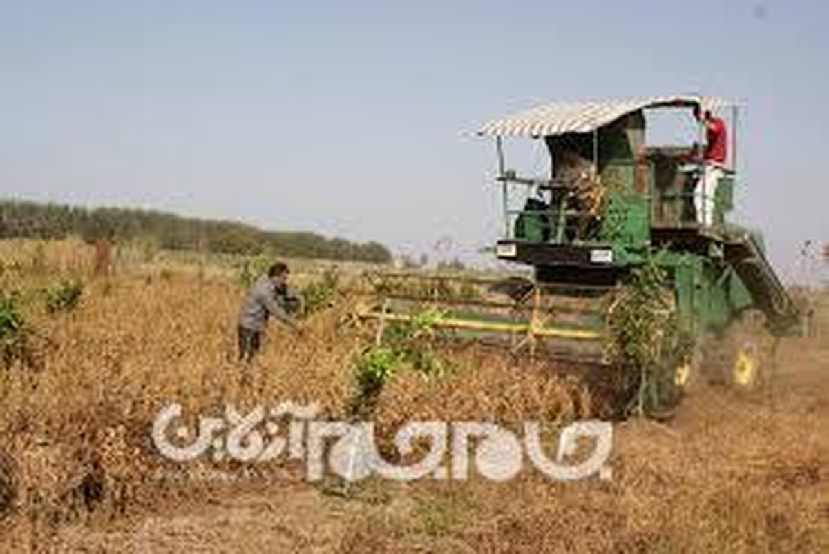 پیش‌بینی کشت ۱۲ هزار هکتار دانه روغنی سویا در گلستان