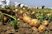 افزایش احتمال شیوع بیماری باد زدگی در مزارع سیب زمینی استان اردبیل