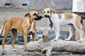 زنده گیری یک هزار و۵۳۴ قلاده سگ در طول سه ماه اول سال