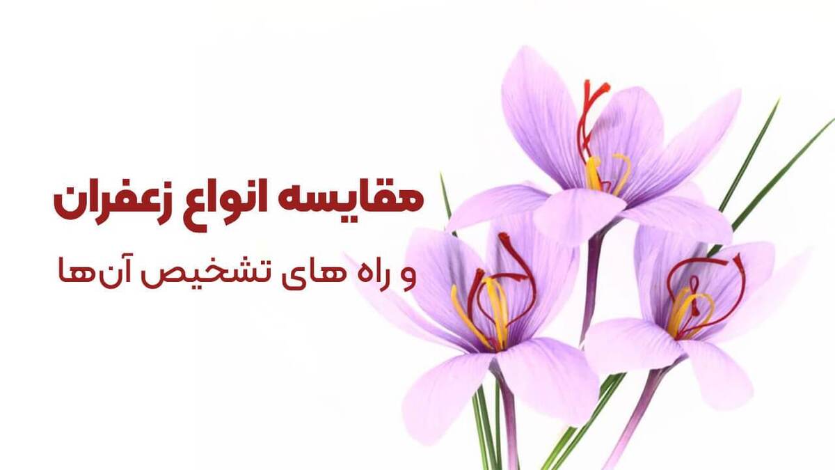 زعفران از جمله گران‌ترین و پرخاصیت‌ترین ادویه‌هایی بوده که این روزها به عنوان چاشنی و طعم‌دهنده برای غذاهای مختلف مورد استفاده قرار می‌گیرد.