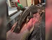 ببینید | تمساح در دل مار