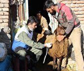 آغاز واکسیناسیون رایگان تب برفکی دام