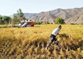 یک گام تا خودکفایی گندم