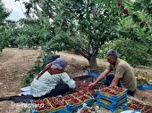 بیمه راه نجات باغ‌داران آسیب دیده