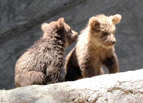 زادآوری گوزن زرد ایرانی در ارم سبز