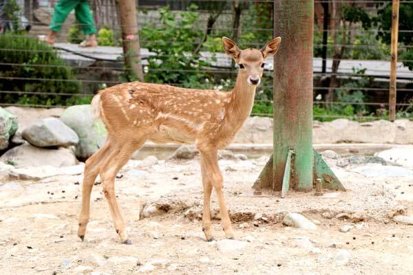 زادآوری گوزن زرد ایرانی در ارم سبز