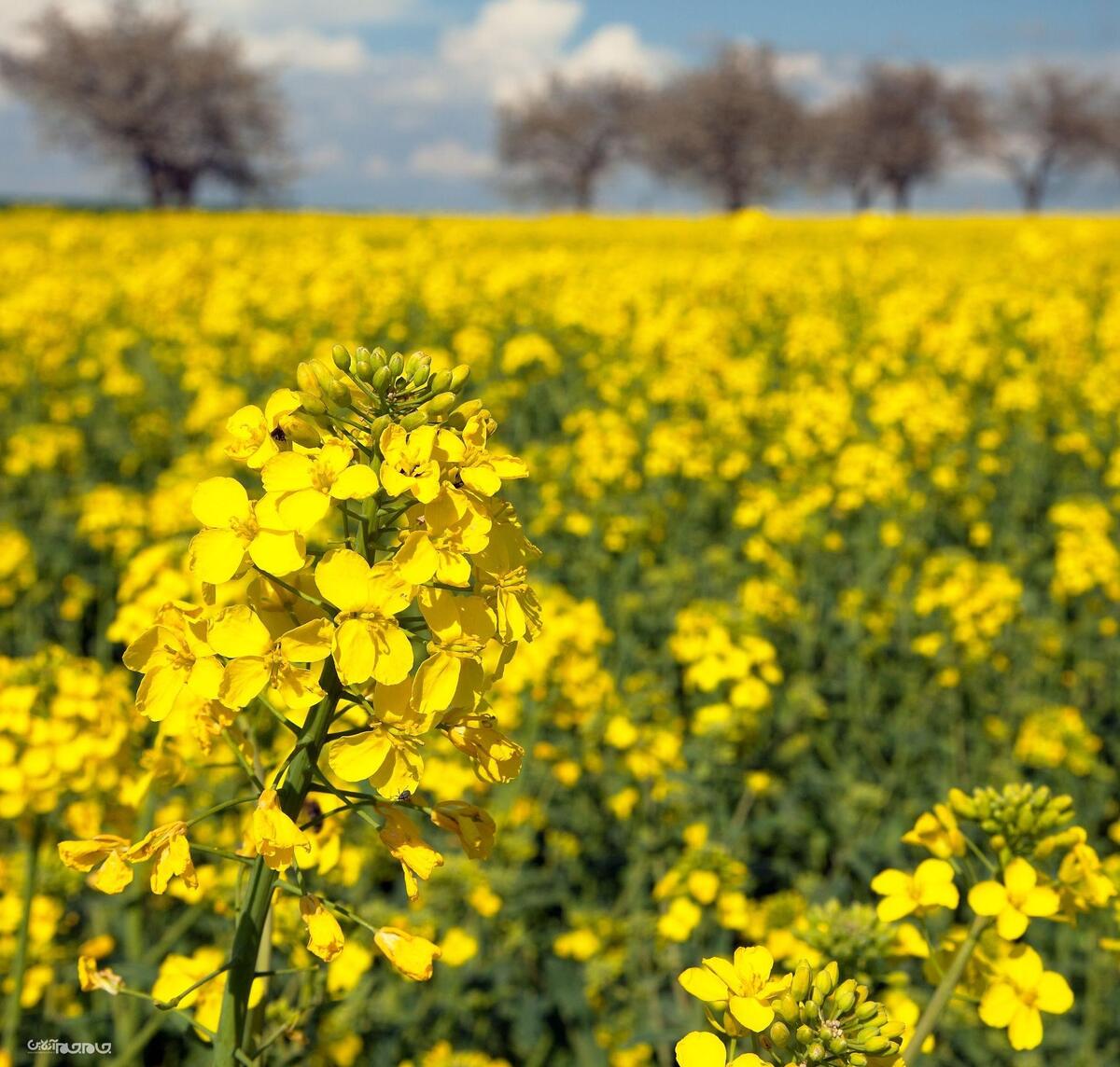 موسی خانی، رییس اداره دانه‌های روغنی جهاد کشاورزی گلستان گفت: امسال کشاورزان گلستانی توانستند میزان ۱۰۵ تن کلزا در استان تولید کنند که این تولید نسبت به سال قبل بیش از سه و نیم برابر رشد داشته است.