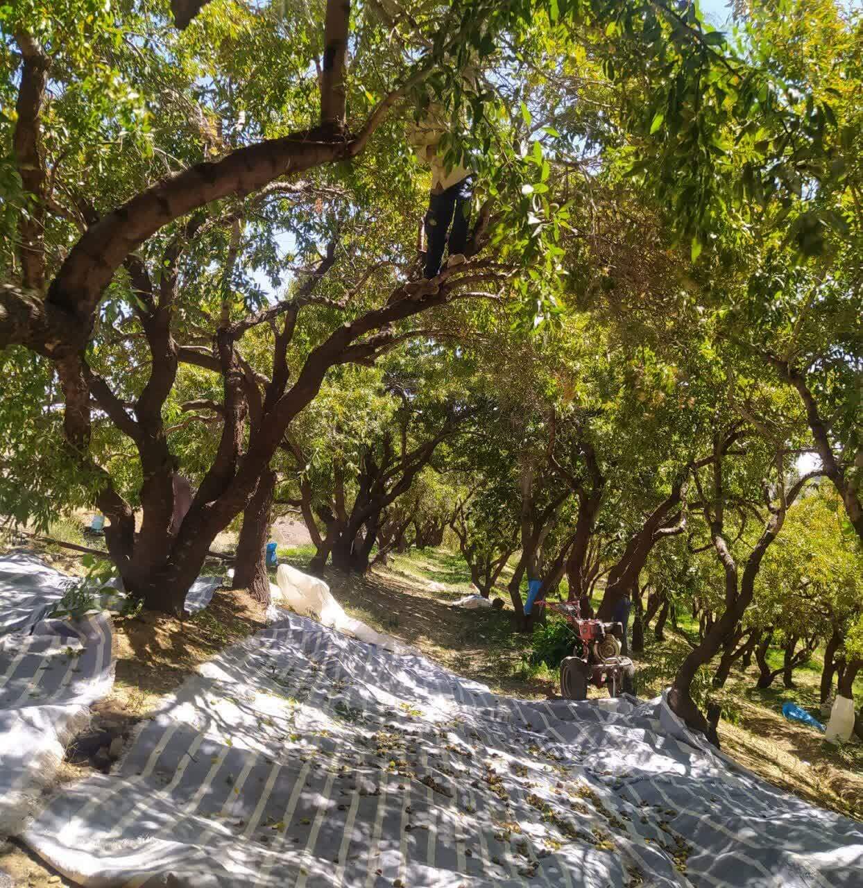 آغاز براشت بادام در چهارمحال و بختیاری