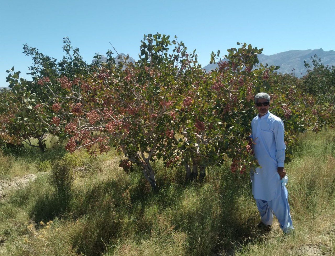 برداشت حدود سه هزار تن پسته از باغات شهرستان تفتان