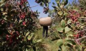 سارقان پسته در زرند پس از شناسایی با پهپاد دستگیر شدند