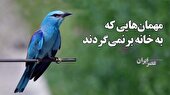 ببینید | مهمان کشی