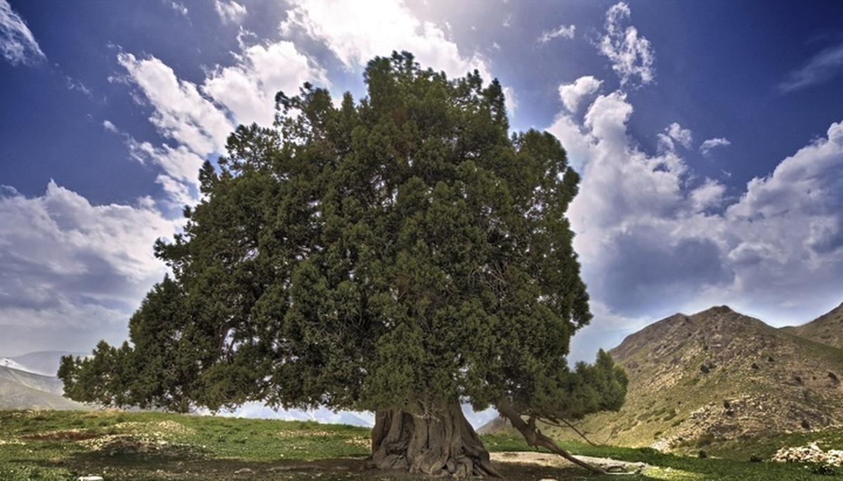 مدیرکل میراث فرهنگی، گردشگری و صنایع دستی استان البرز از دستگاه‌های اجرایی خواست برای احداث دیوار حفاظت از درخت ۲ هزارو۸۰۰ ساله شهرستانک کرج اقدام کنند.