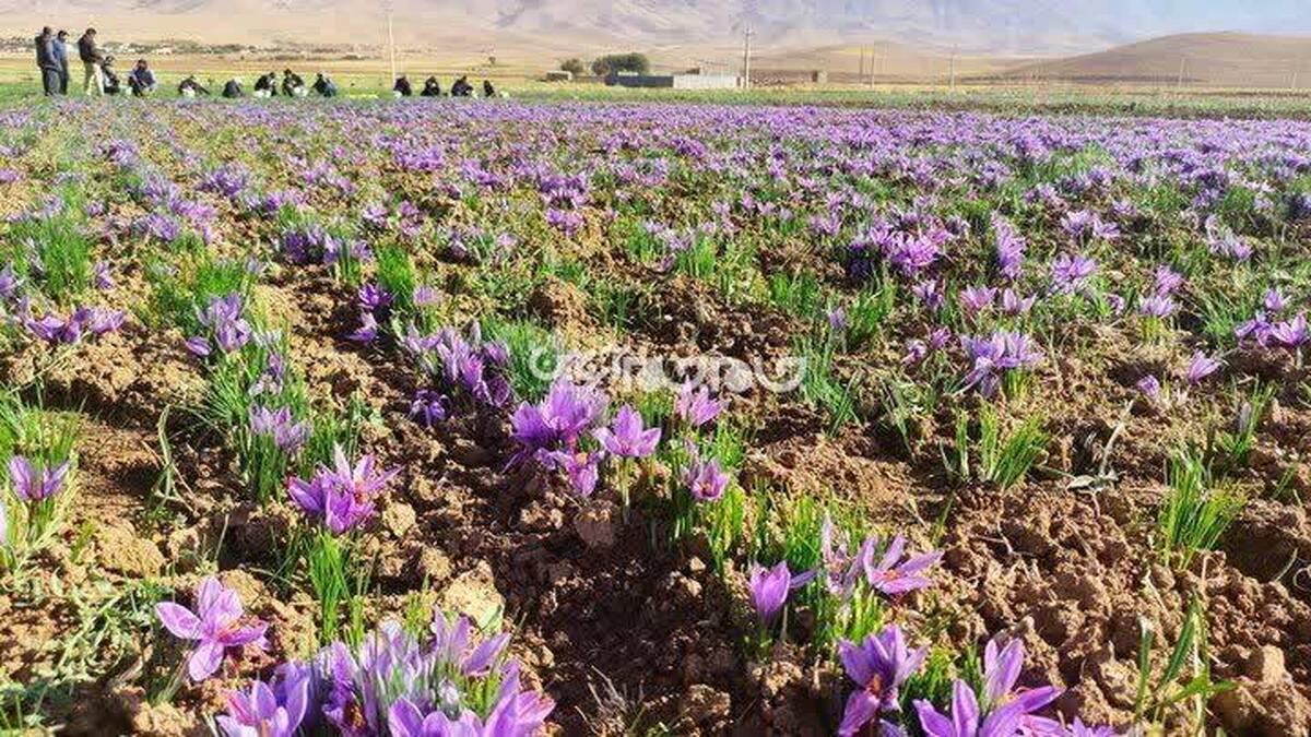 برداشت محصول زعفران از سطح ۷۴ هکتار از اراضی زیر کشت این محصول در استان آغاز شد.