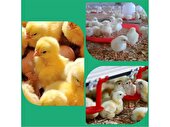 جوجه ریزی 3.7 میلیون قطعه ای در سوادکوه شمالی