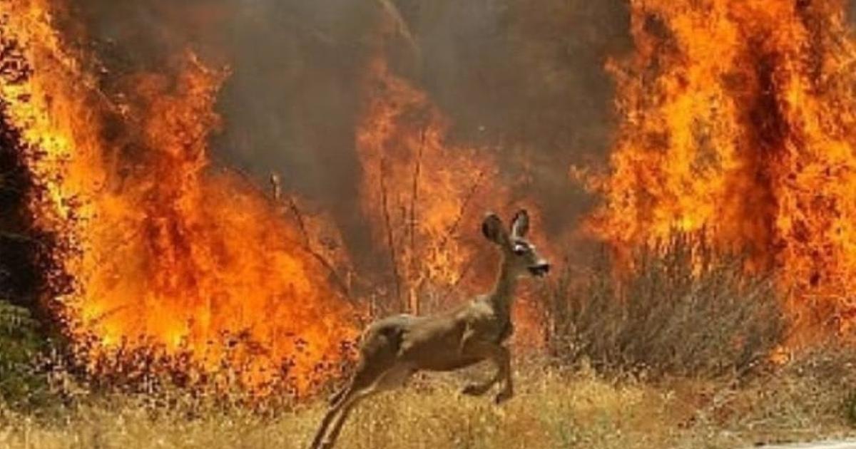«اگر بازهم آتش‌سوزی رخ دهد، دوباره برای اطفا می‌روم. ما حافظ منابع طبیعی هستیم.» این‌ها آخرین جملات بریده بریده مصطفی عبدالهی، از نیرو‌های شرکتی مجموعه بام خرم‌آباد روی تخت بیمارستان و قبل از آسمانی شدن او‌ست که پس از گرفتار شدن در حریق ناشی از اتصالی برق و با حدود ۸۰ درصد سوختگی جان خود را از دست داد، درهمین زمینه وزیر جهادکشاورزی با صدور پیامی درگذشت او را تسلیت‌گفت.