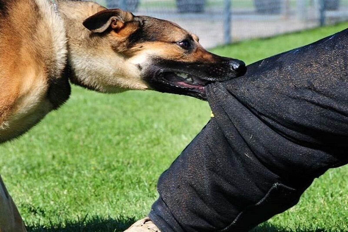 مجتبی رفیق دوست، سرپرست معاونت بهداشت دانشگاه علوم پزشکی و خدمات بهداشتی درمانی زابل گفت: چهار مورد مثبت سرخک و ۱۵۶ مورد حیوان‌گزیدگی در ایام نوروز و ماه مبارک رمضان در منطقه سیستان ثبت شد.