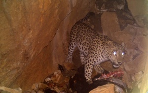 گوسفندانی که توسط پلنگ شکار شدند