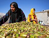 ببینید ا مراحل پخت نان بلوط یا «کَلگ»