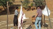 برخورد با عرضه کنندگان کشتار غیر مجاز دام زنده در شهرستان گتوند